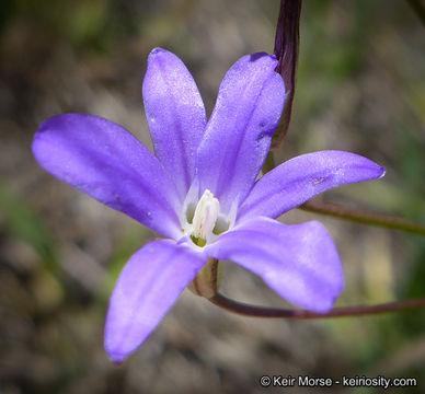 Sivun Brodiaea filifolia S. Watson kuva