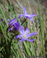 Image of threadleaf brodiaea