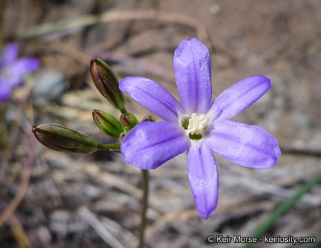 صورة Brodiaea filifolia S. Watson