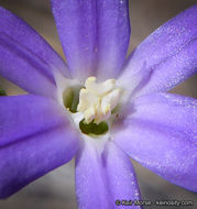 Sivun Brodiaea filifolia S. Watson kuva