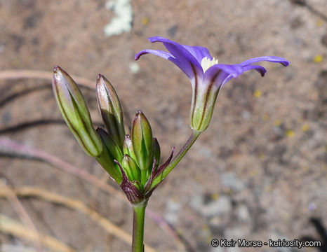 صورة Brodiaea filifolia S. Watson