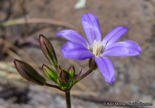 Sivun Brodiaea filifolia S. Watson kuva