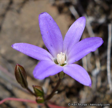 صورة Brodiaea filifolia S. Watson