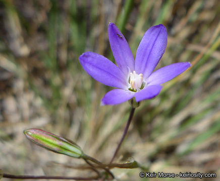 صورة Brodiaea filifolia S. Watson