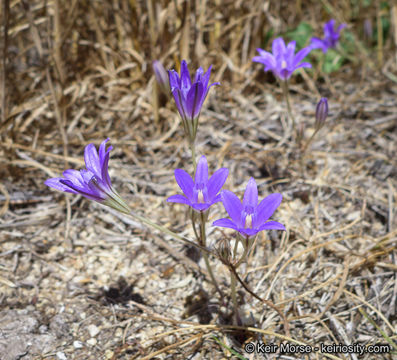 صورة Brodiaea terrestris subsp. kernensis (Hoover) Niehaus