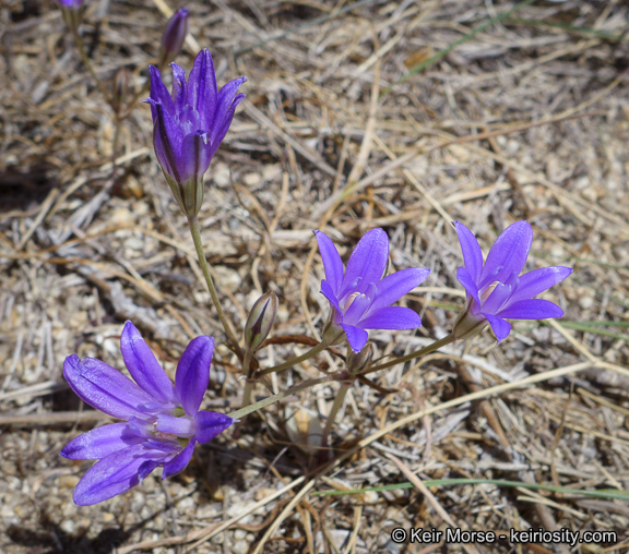 Image of Kern brodiaea