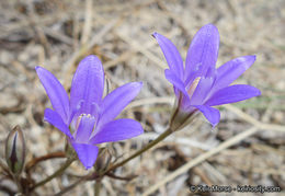 Image of Kern brodiaea