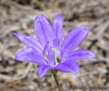 صورة Brodiaea terrestris subsp. kernensis (Hoover) Niehaus