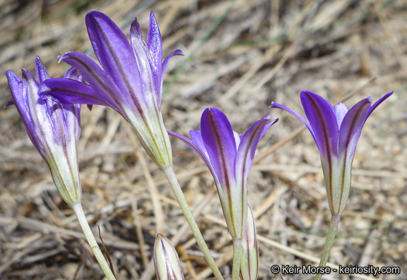 صورة Brodiaea terrestris subsp. kernensis (Hoover) Niehaus