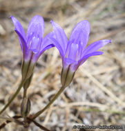 صورة Brodiaea terrestris subsp. kernensis (Hoover) Niehaus