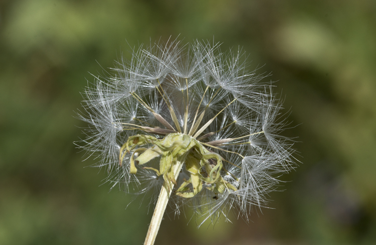 Image of pale agoseris