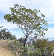 Image of <i>Rhamnus pirifolia</i>