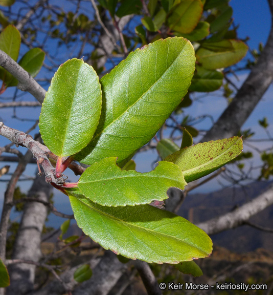 Image of <i>Rhamnus pirifolia</i>