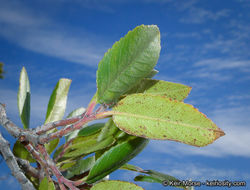 Image of <i>Rhamnus pirifolia</i>