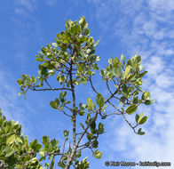 Image of <i>Rhamnus pirifolia</i>