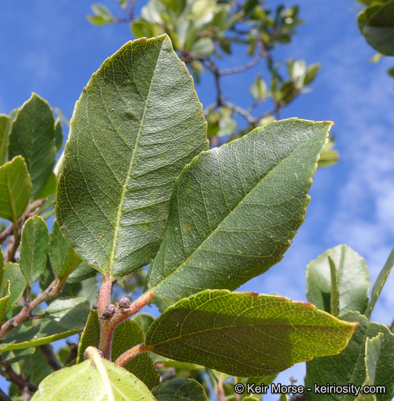 Image of <i>Rhamnus pirifolia</i>