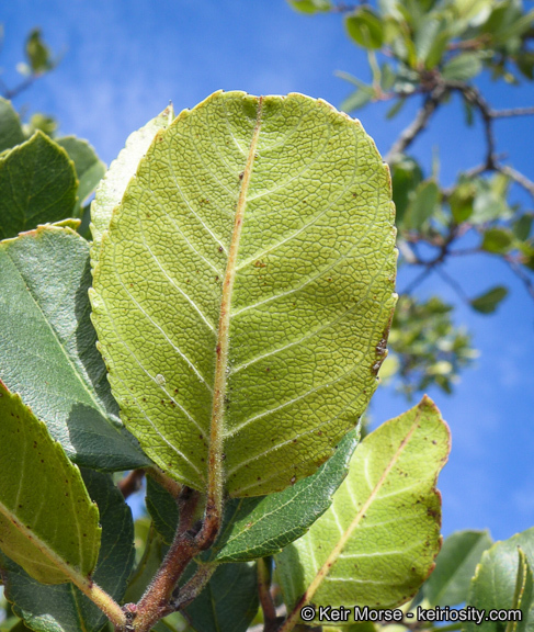 Image of <i>Rhamnus pirifolia</i>