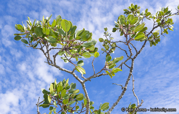 Image of <i>Rhamnus pirifolia</i>