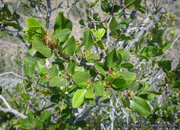 Image of <i>Rhamnus pirifolia</i>