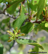 Image of <i>Rhamnus pirifolia</i>