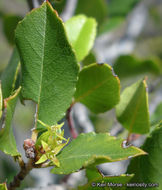 Image of <i>Rhamnus pirifolia</i>