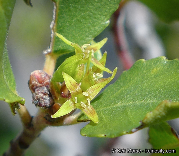 Image of <i>Rhamnus pirifolia</i>