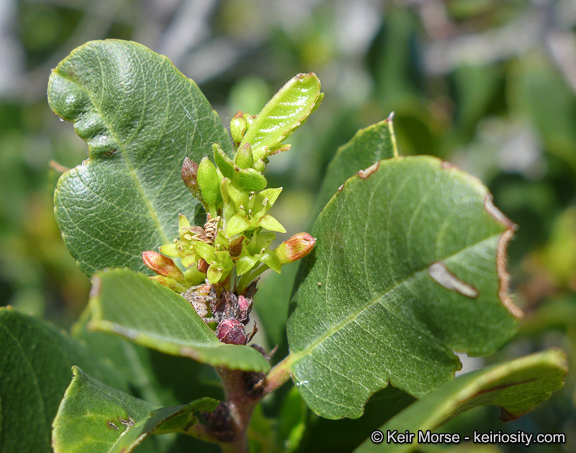 Image of <i>Rhamnus pirifolia</i>