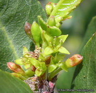 Image of <i>Rhamnus pirifolia</i>