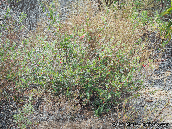 Слика од <i>Rhamnus pilosa</i>