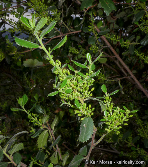 Image of <i>Rhamnus pilosa</i>