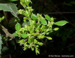 Image of <i>Rhamnus pilosa</i>