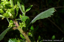 Image of <i>Rhamnus pilosa</i>