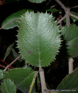 Image of <i>Rhamnus pilosa</i>