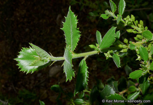 Слика од <i>Rhamnus pilosa</i>