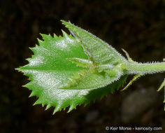 Image of <i>Rhamnus pilosa</i>