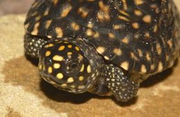 Image of Black Pond Turtle