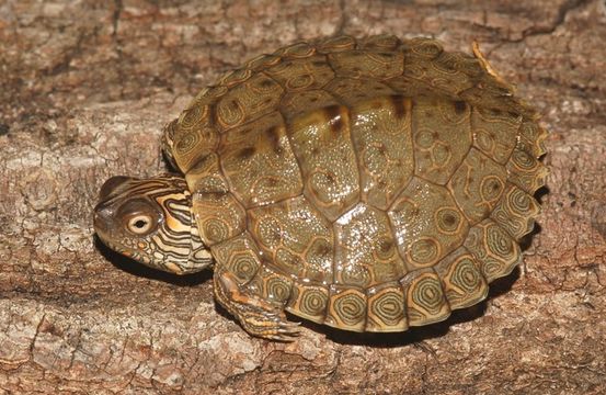 Image of Texas Map Turtle