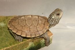 Image of Common Map Turtle