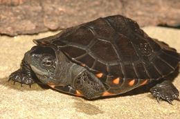 Image of Redneck Pond Turtle