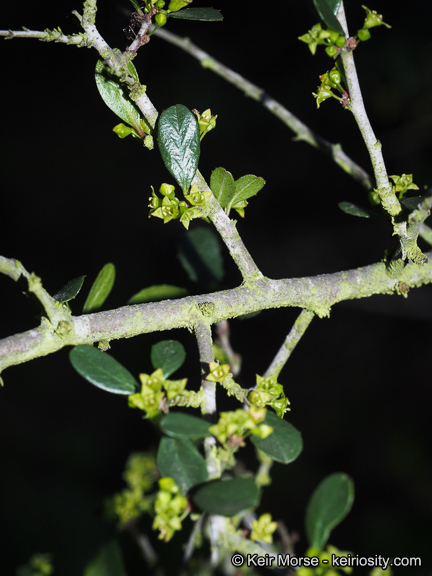 Image of <i>Rhamnus crocea</i>