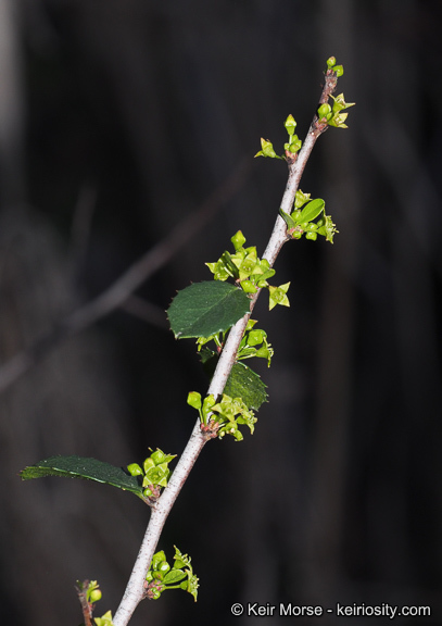 Слика од <i>Rhamnus crocea</i>