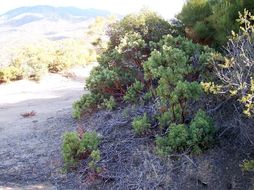 Image of <i>Arctostaphylos parryana</i> ssp. <i>desertica</i>