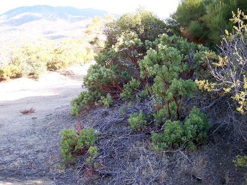 Слика од <i>Arctostaphylos parryana</i> ssp. <i>desertica</i>