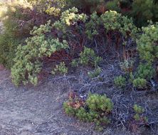 Image of <i>Arctostaphylos parryana</i> ssp. <i>desertica</i>