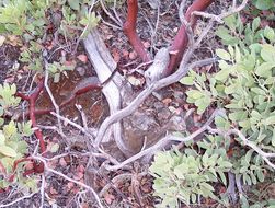 Image of <i>Arctostaphylos parryana</i> ssp. <i>desertica</i>