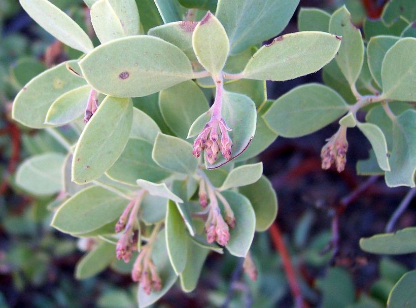 Image of <i>Arctostaphylos parryana</i> ssp. <i>desertica</i>