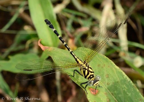 Imagem de Microgomphus torquatus (Selys 1854)