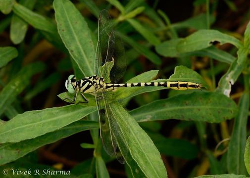 Image of Cyclogomphus ypsilon Selys 1854