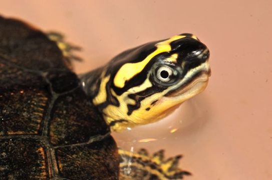 Image of Maracaibo Wood Turtle