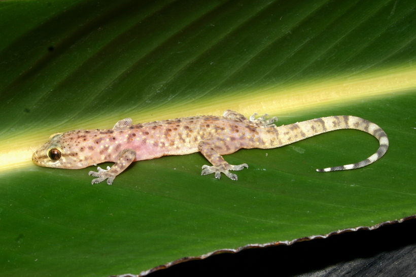 Image of mediterranean house gecko